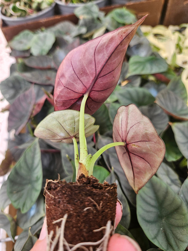 Alocasia Nebula Plug