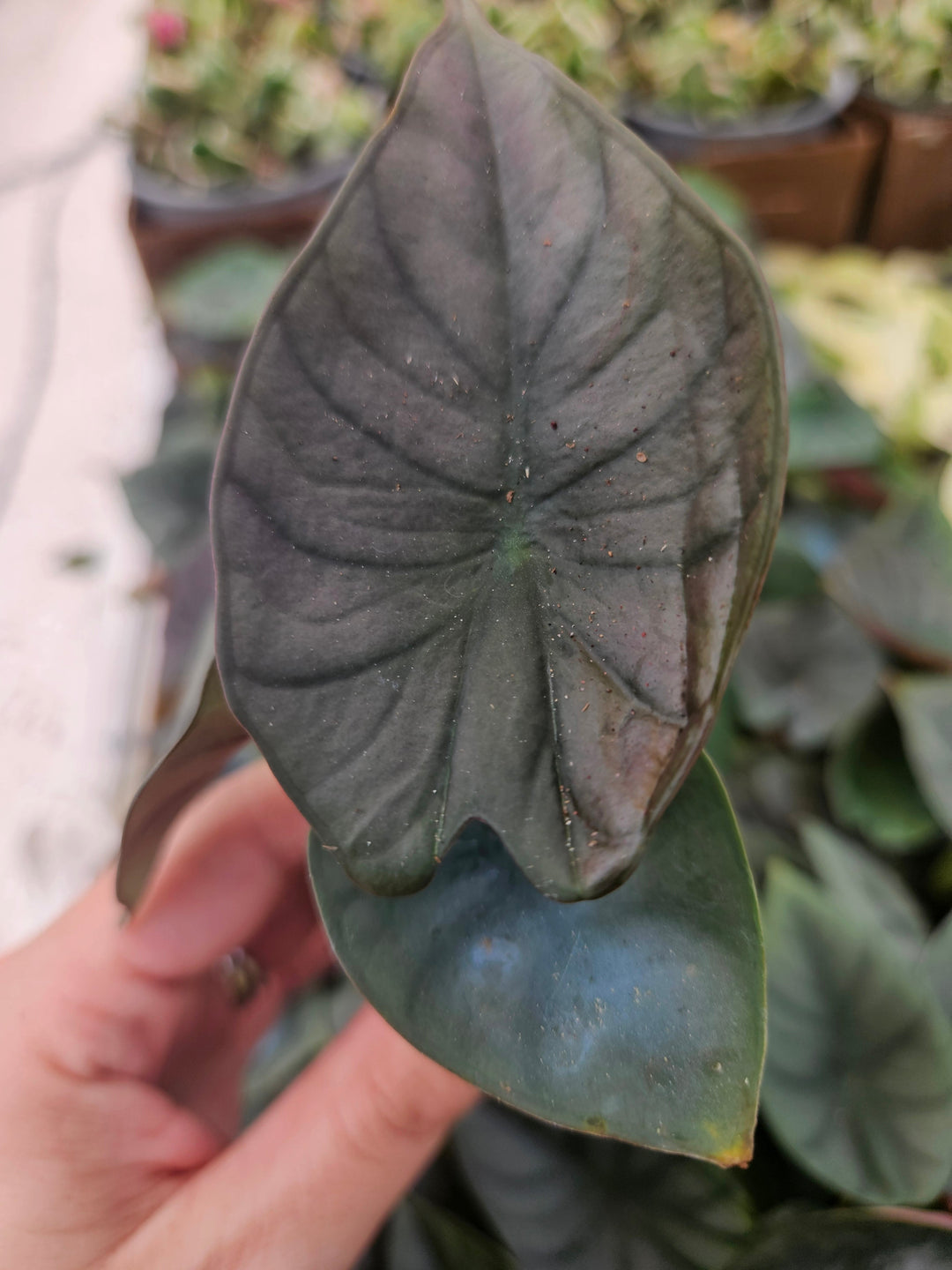 Alocasia Nebula Plug