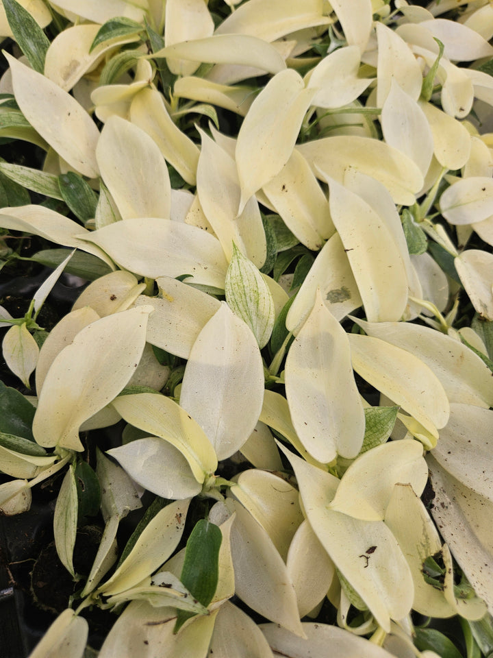 Philodendron Florida Ghost