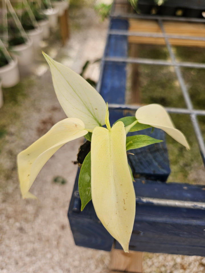 Philodendron Florida Ghost