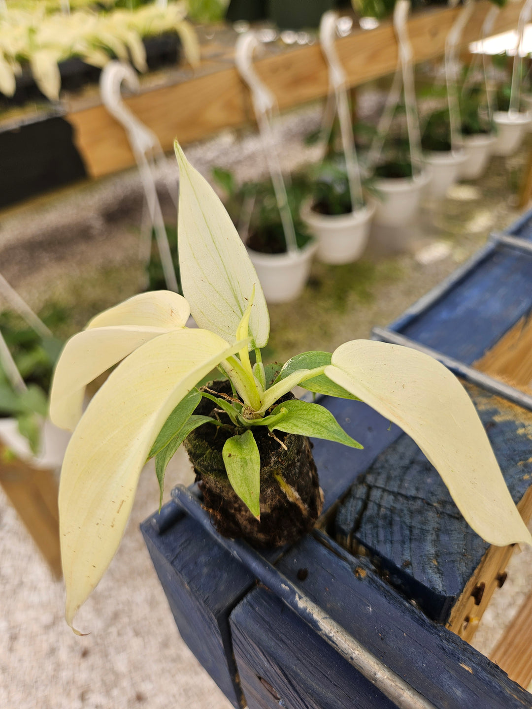 Philodendron Florida Ghost