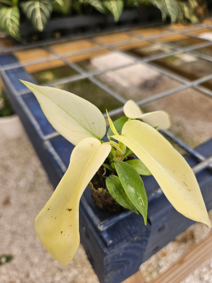 Philodendron Florida Ghost