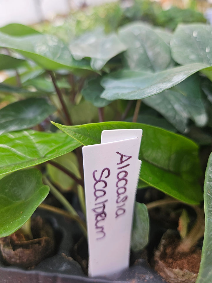 Alocasia Scalprum Plug