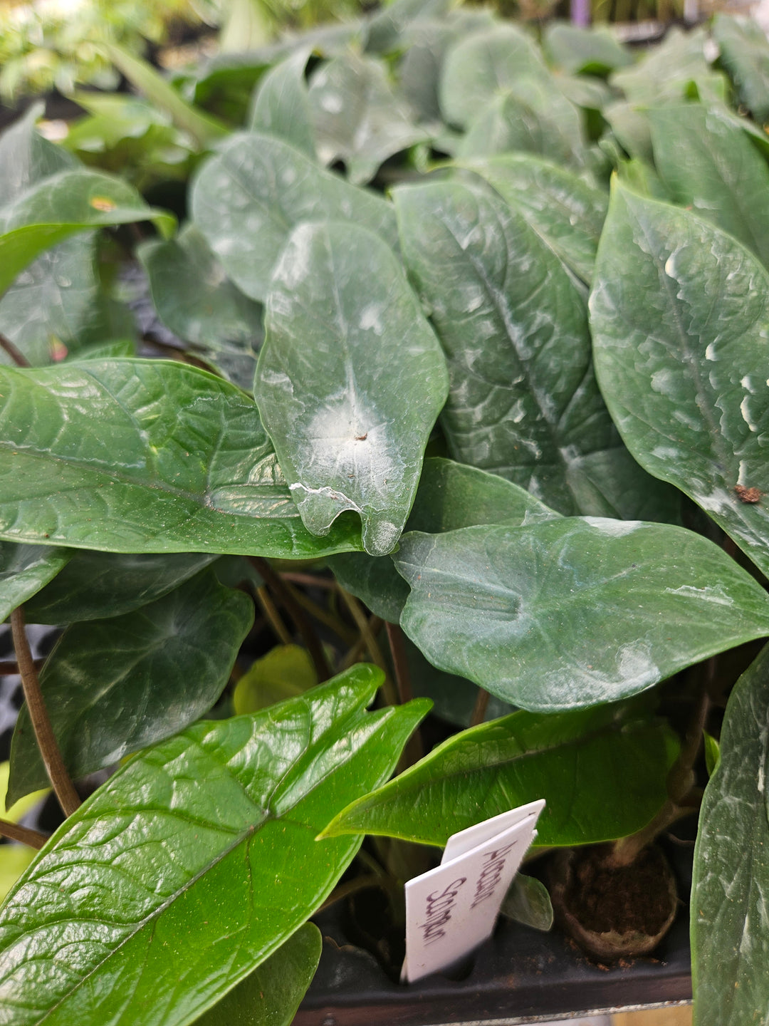 Alocasia Scalprum Plug