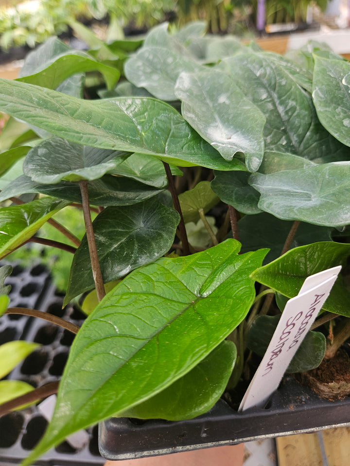 Alocasia Scalprum Plug