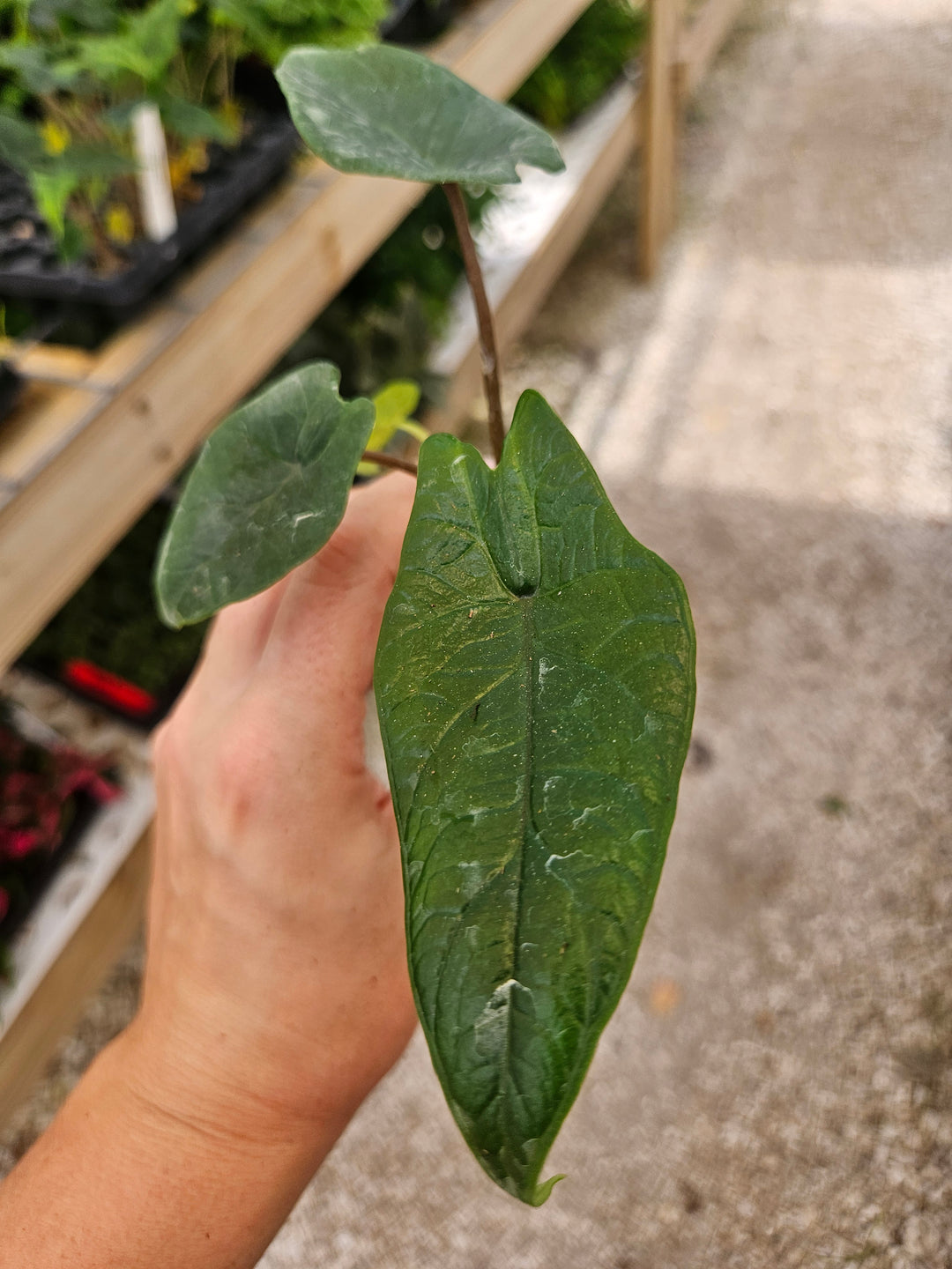 Alocasia Scalprum Plug