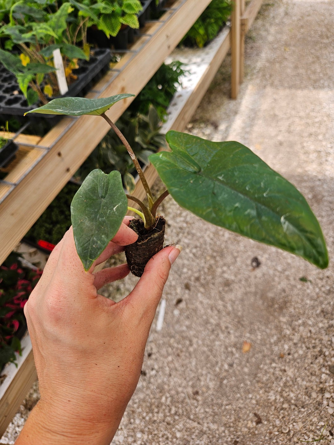 Alocasia Scalprum Plug