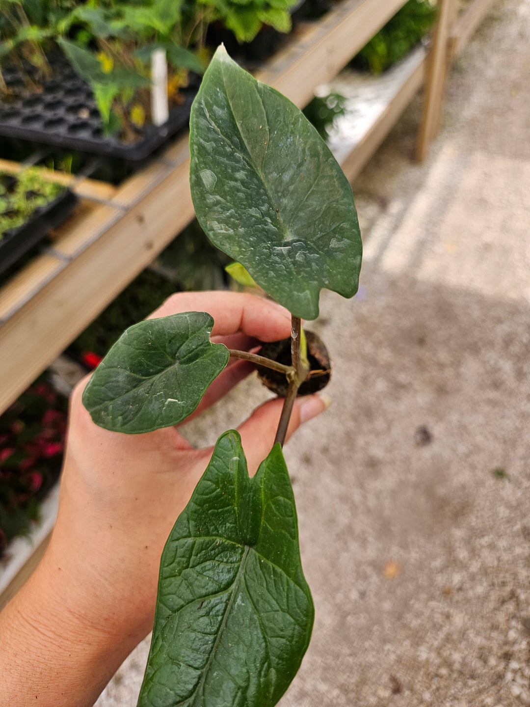 Alocasia Scalprum Plug