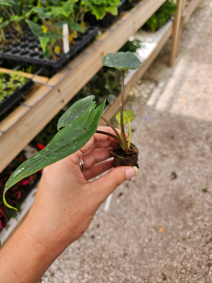 Alocasia Scalprum Plug