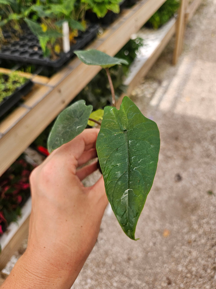 Alocasia Scalprum Plug