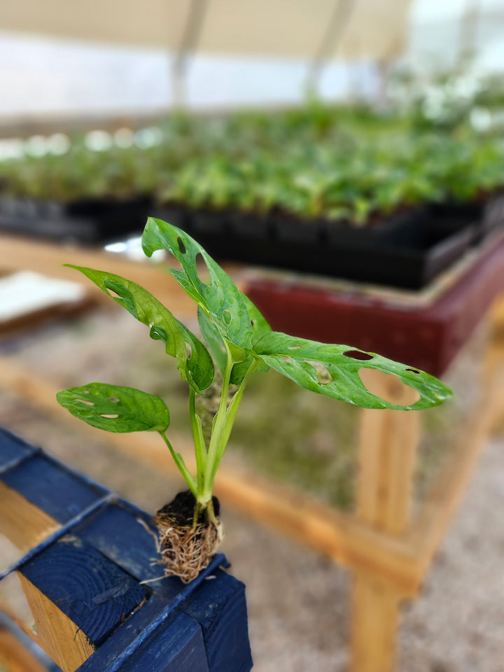 Swiss Cheese (Monstera Adansonii) plant with distinctive leaf fenestration, showcasing its unique pattern in a greenhouse setting.