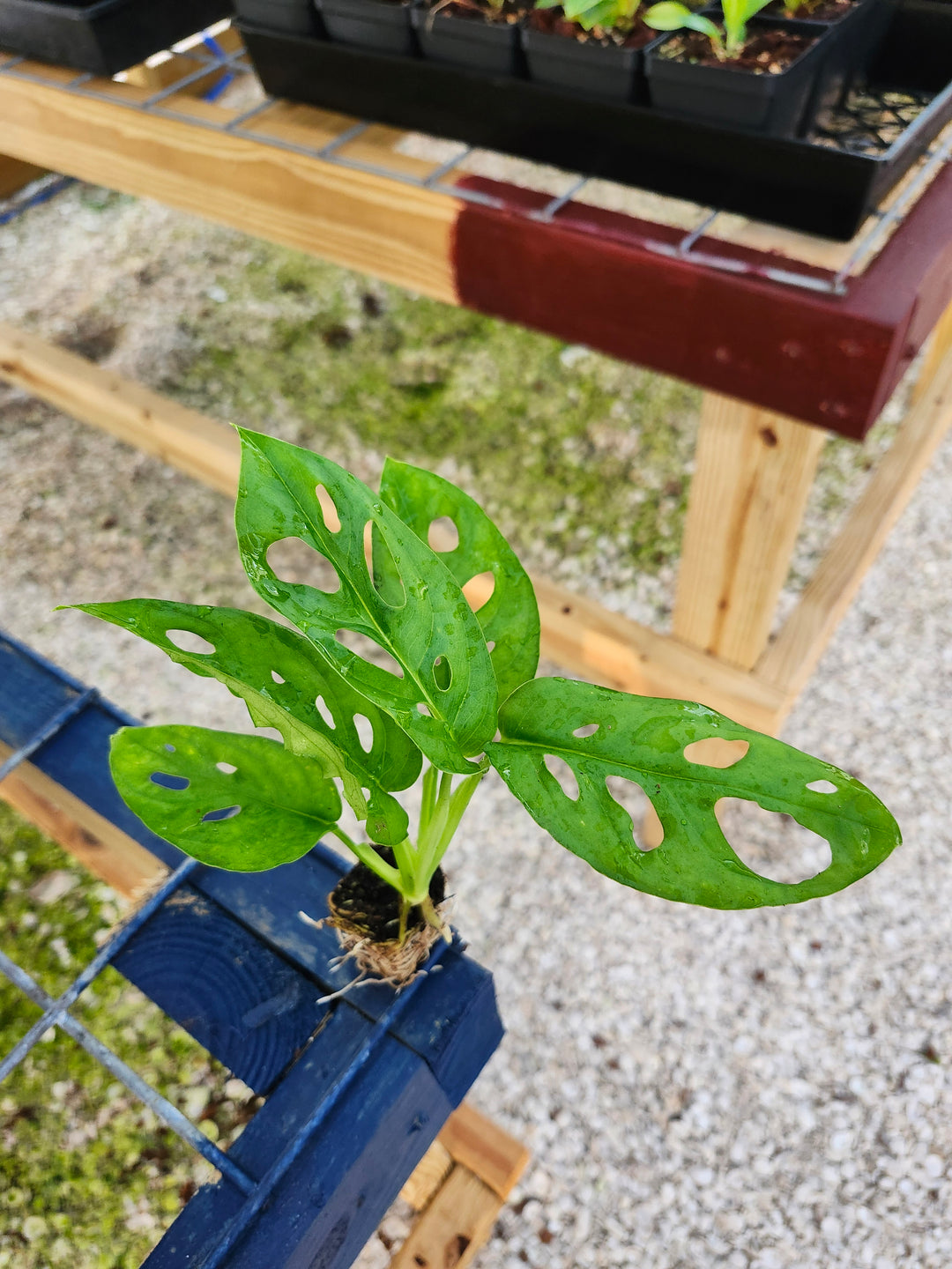 Monstera Adansonii plant with Swiss cheese-like leaf patterns, displayed in a small pot.