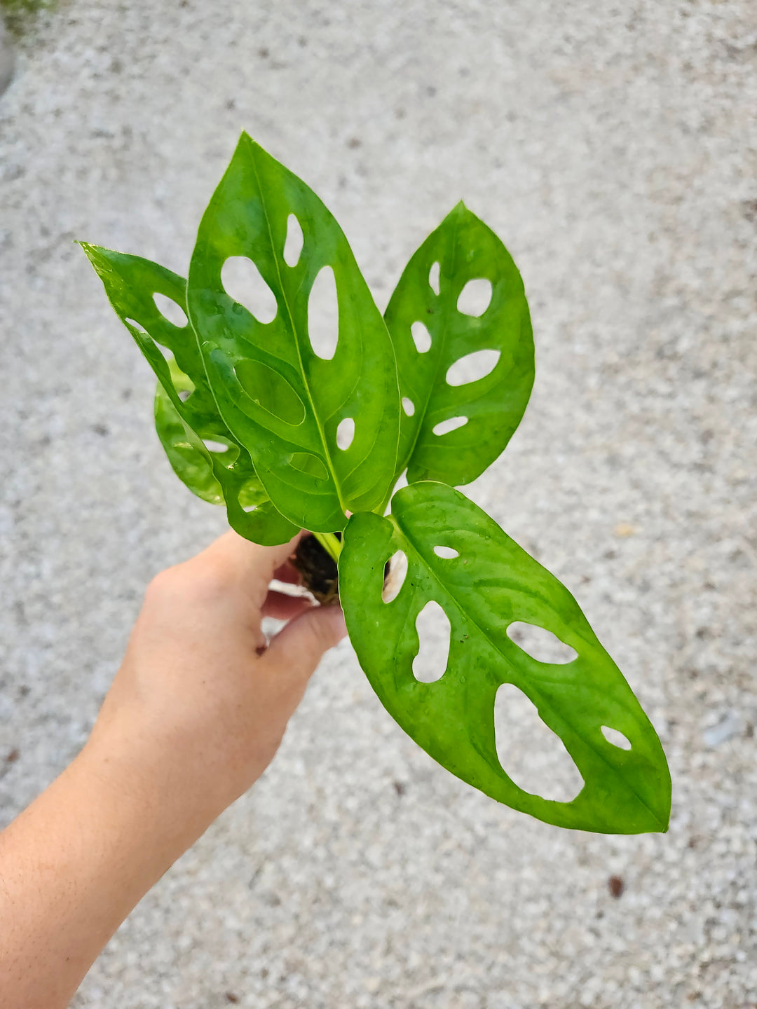 Swiss Cheese (Monstera Adansonii) plant with distinctive holey leaves.