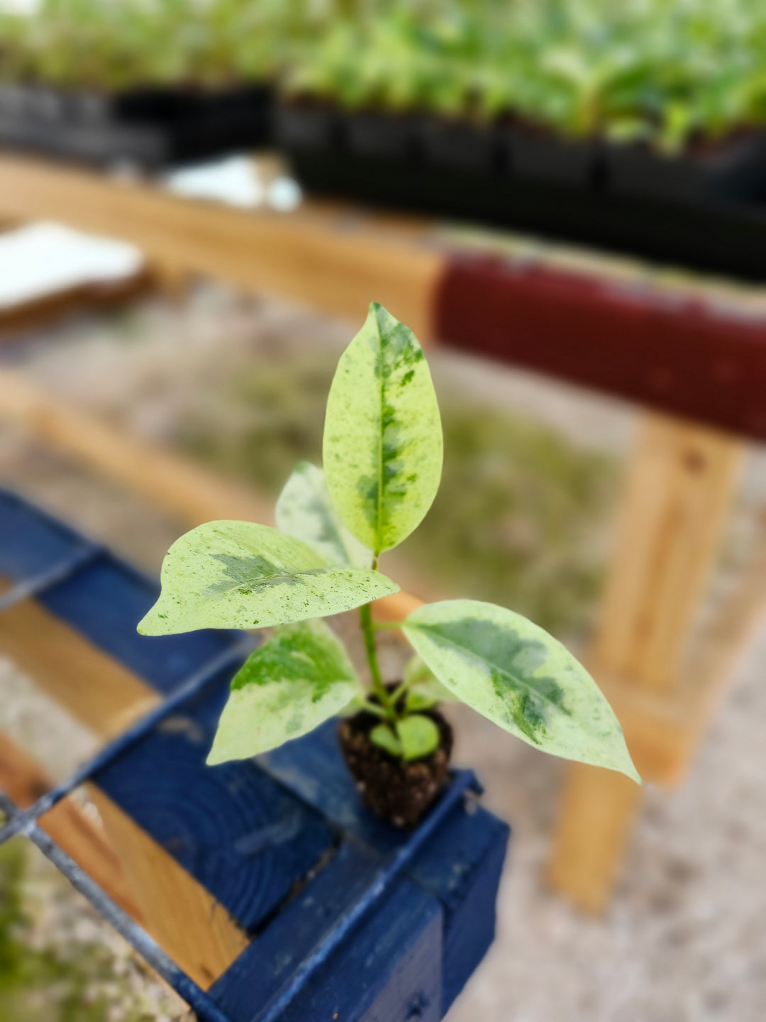 Ficus Shivereana ''Moonshine' Plug