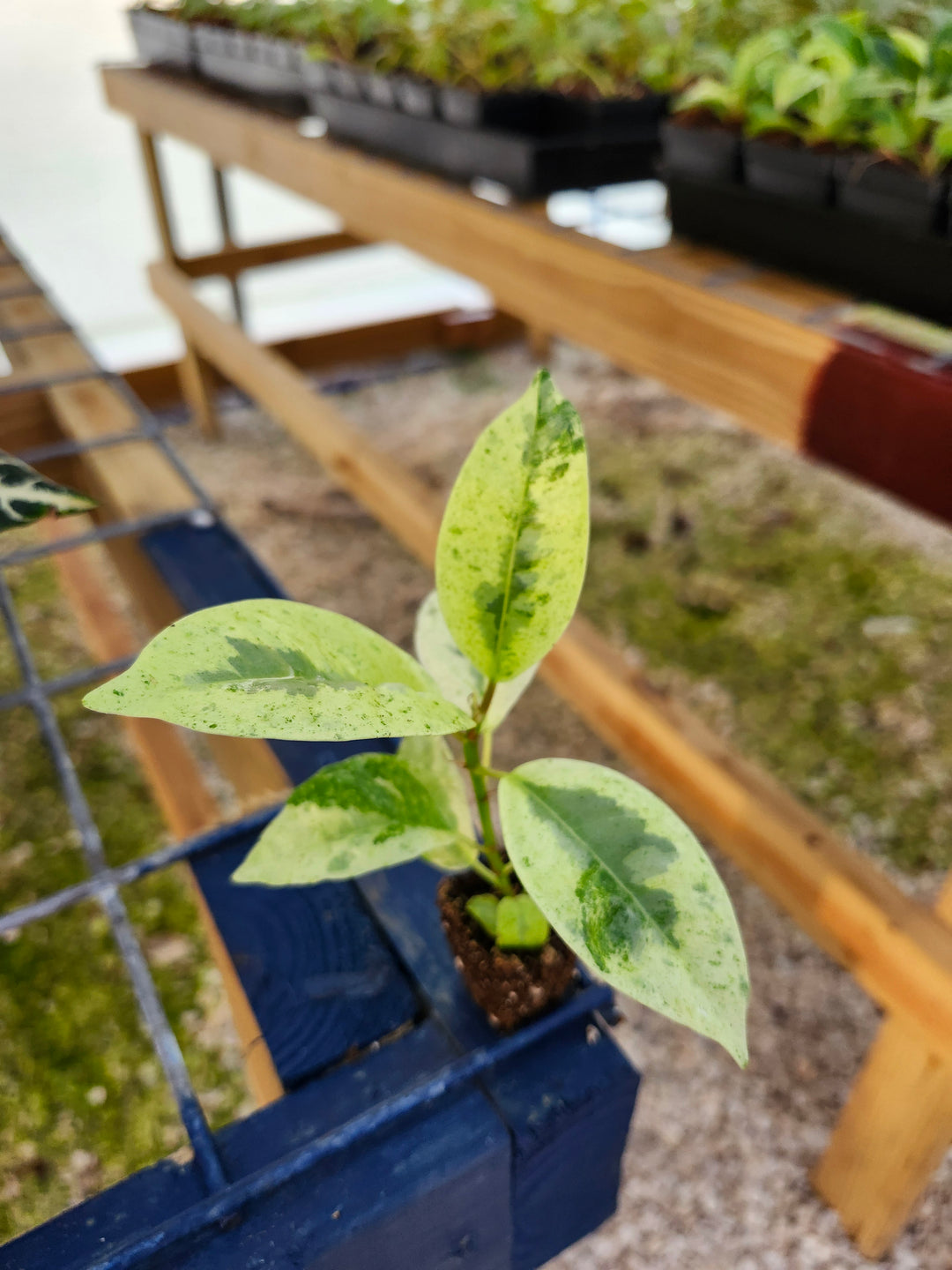 Ficus Shivereana ''Moonshine' Plug