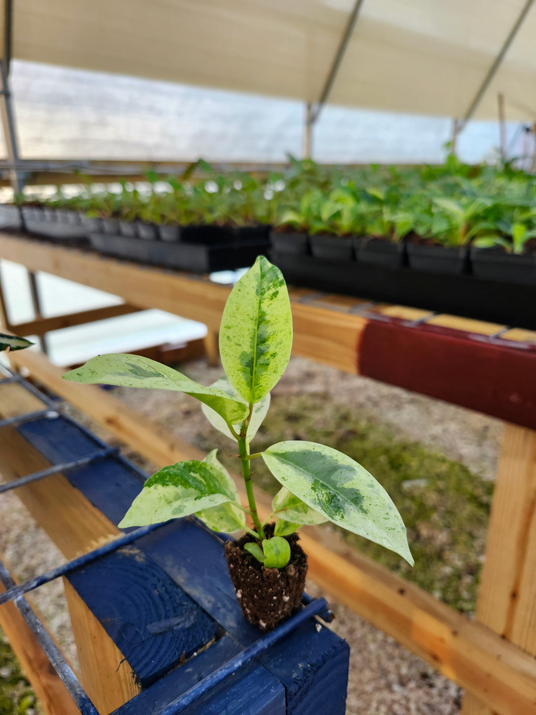 Ficus Shivereana ''Moonshine' Plug