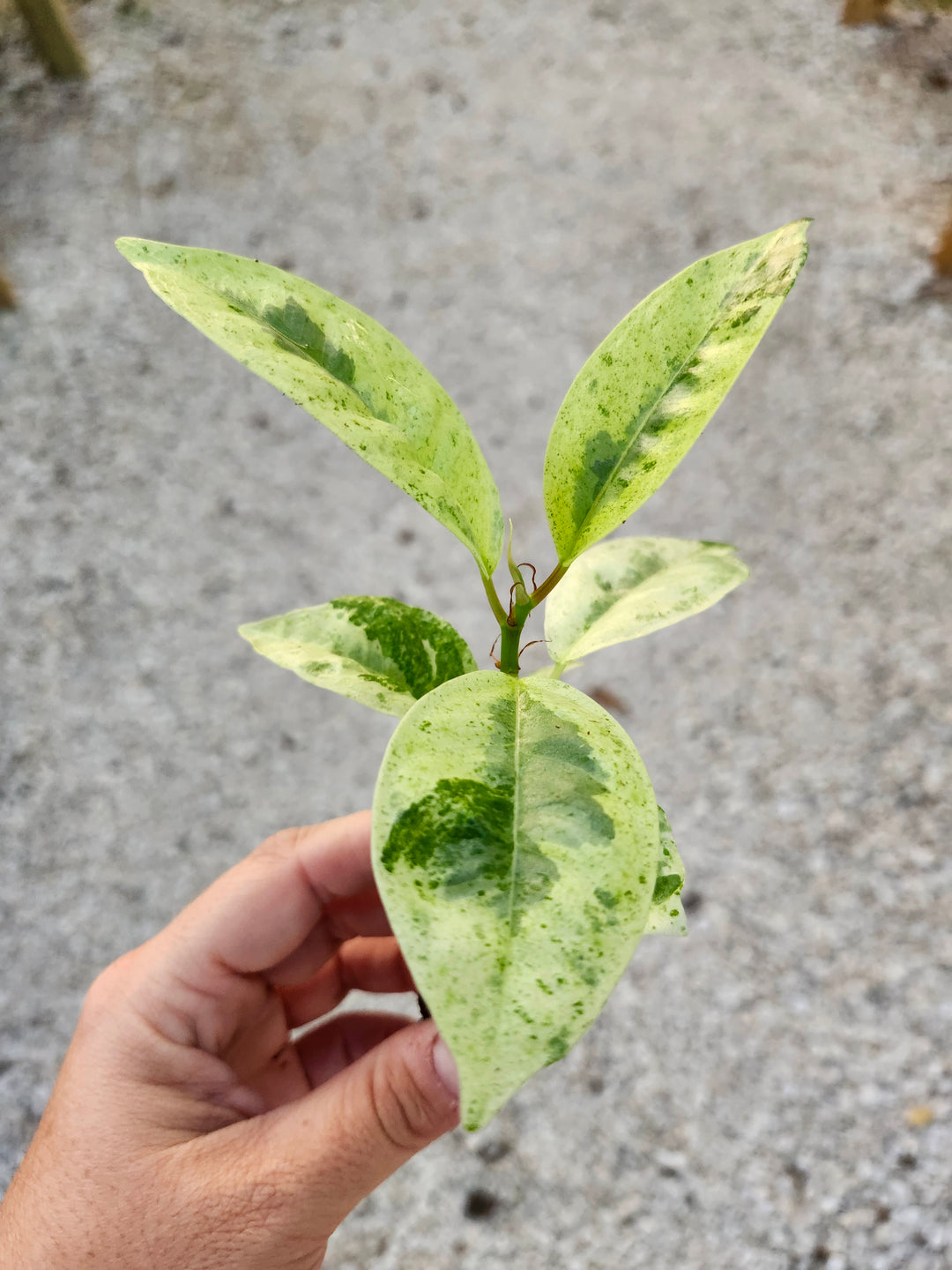 Ficus Shivereana ''Moonshine' Plug