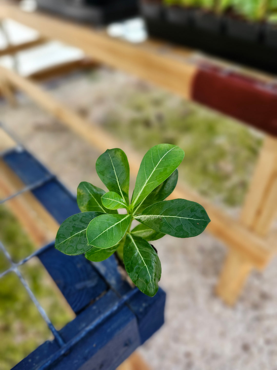 Desert Rose succulent with thick trunk and vibrant green leaves.