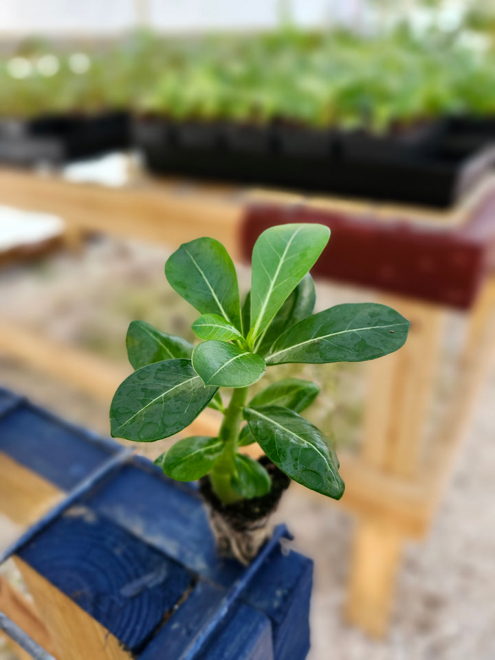 Desert Rose succulent with thick trunk and green leaves in nursery setting.