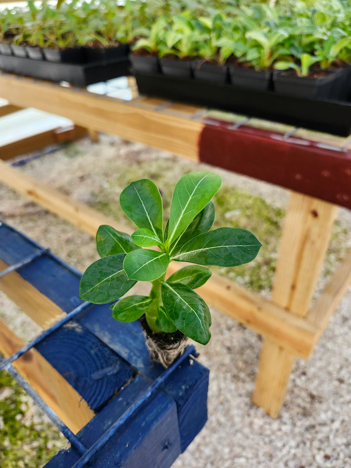 Desert Rose succulent with green leaves in a pot on a wooden rack.