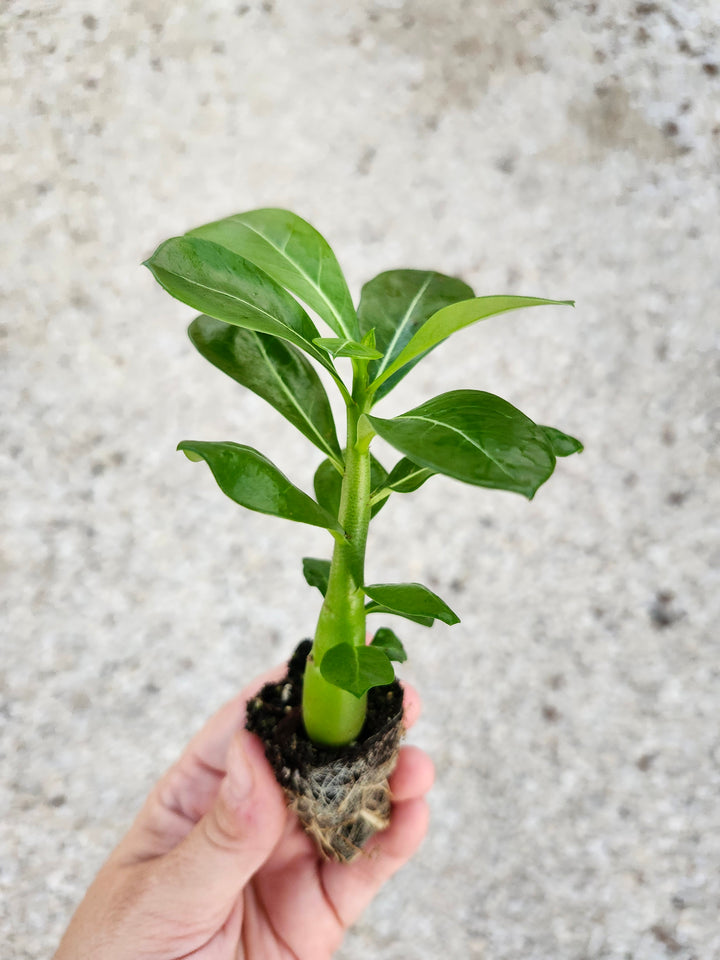 Desert Rose succulent plant with thick trunk and green leaves.