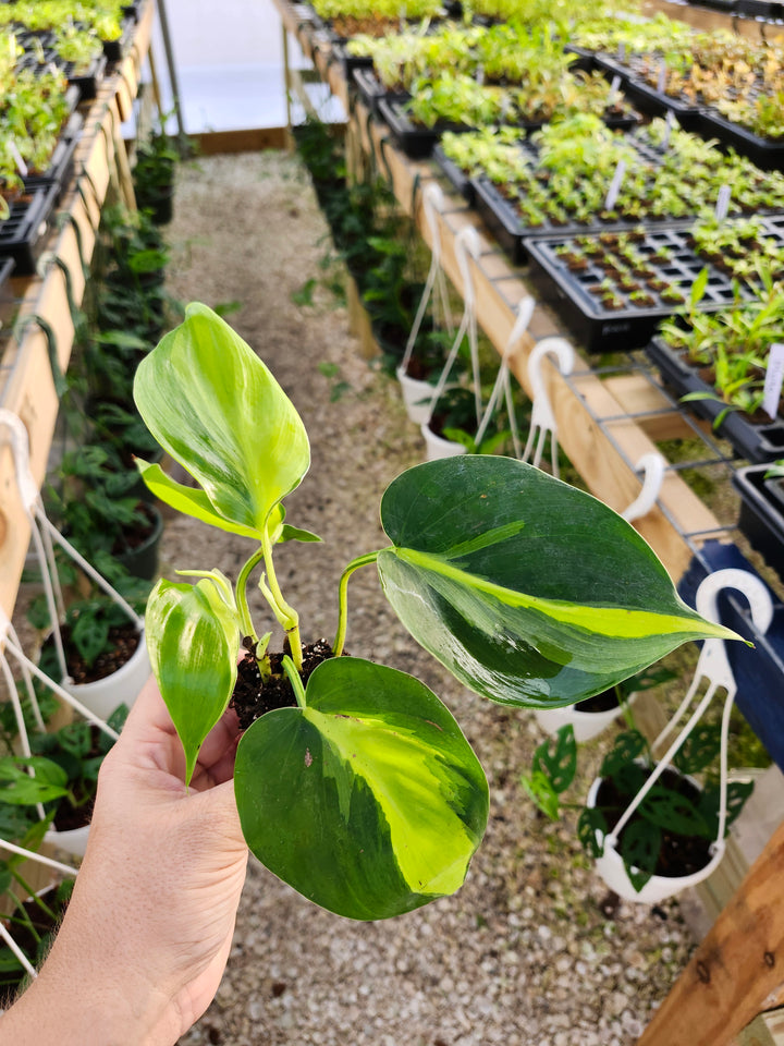 Philodendron Brazil Plug