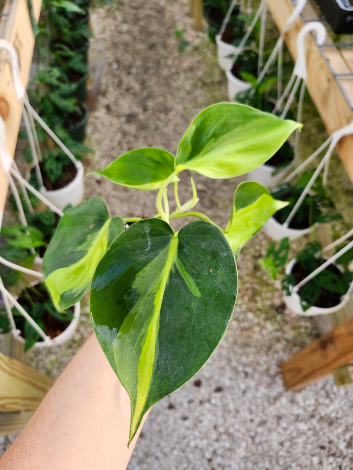 Philodendron Brazil Plug