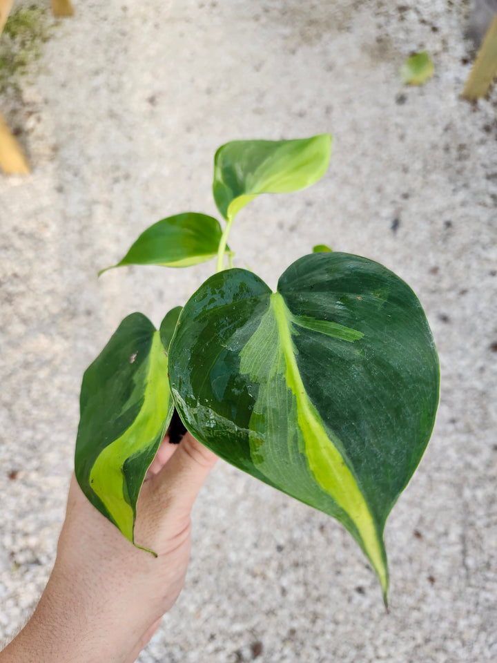 Philodendron Brazil Plug