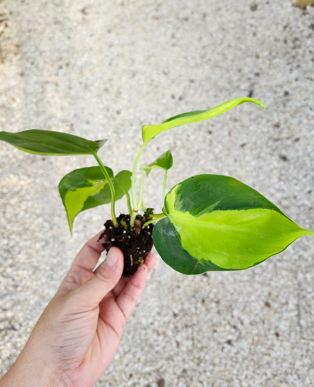 Philodendron Brazil Plug