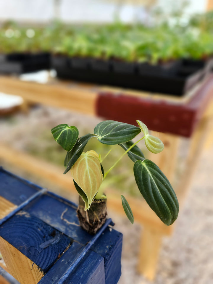 Philodendron Melanochrysum with velvet-textured leaves and golden veins on display.