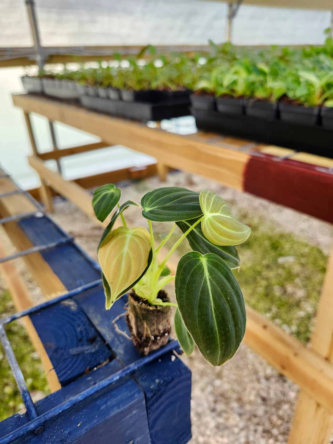 Philodendron Melanochrysum plant with velvet-textured leaves and golden veining on a wooden shelf in a greenhouse.