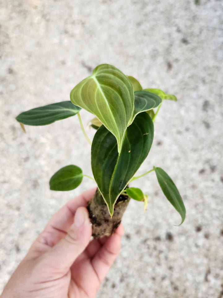 Hand holding a Philodendron Melanochrysum plant with velvet-textured leaves and golden veining.