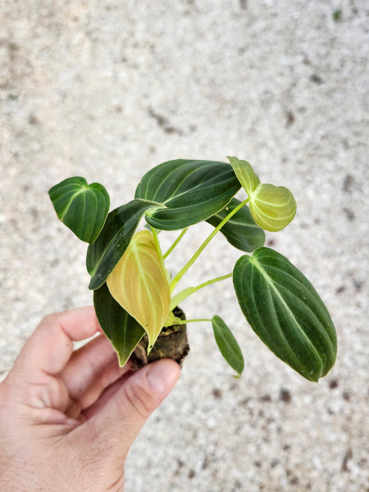 Philodendron Melanochrysum plant with deep green velvet leaves showing golden veining, held in hand.