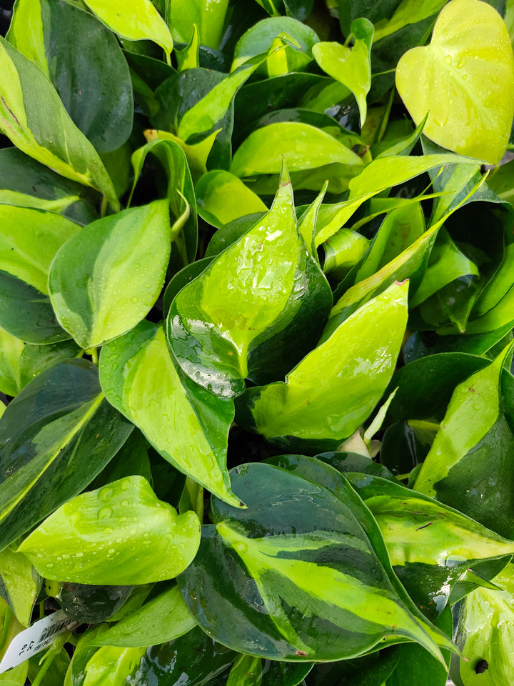 Philodendron Brazil Plug