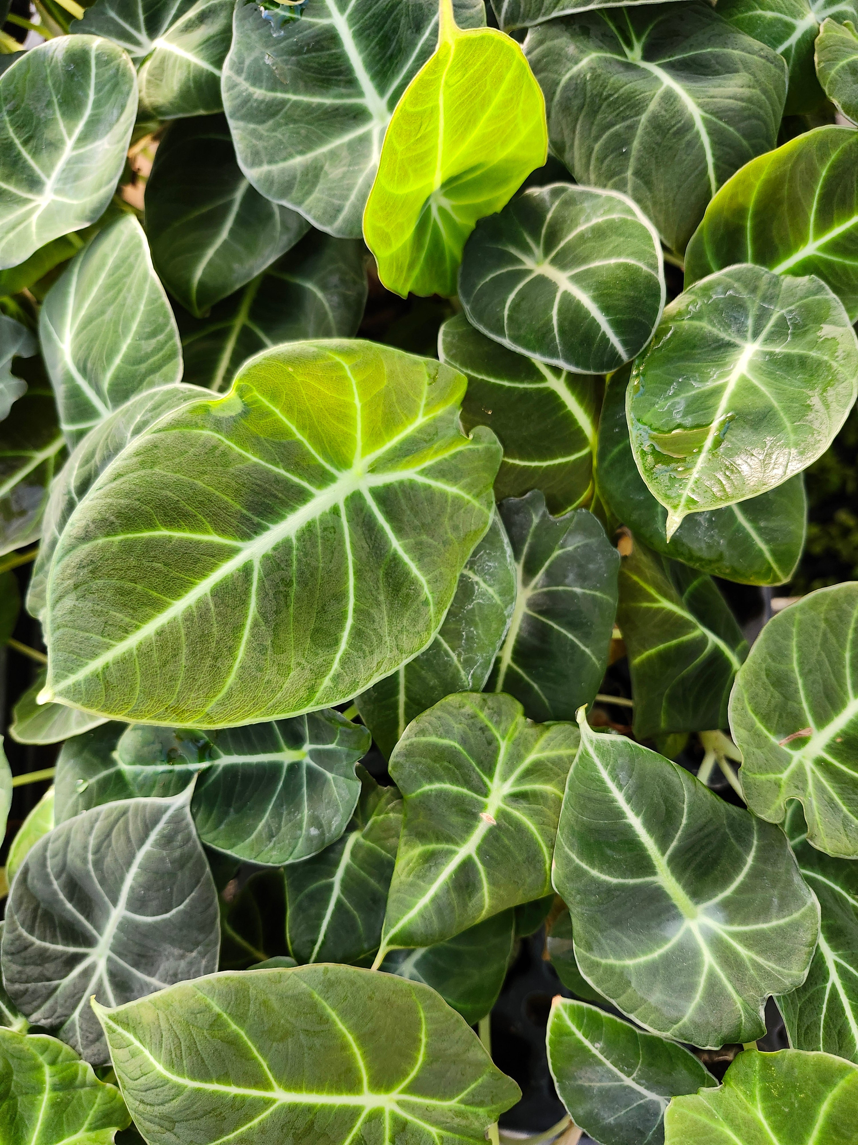 Orange Lake Nursery Alocasia