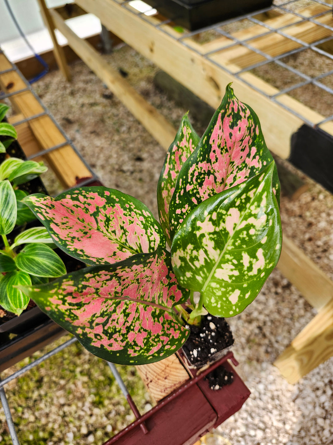 Aglaonema Lady Valentine Plug