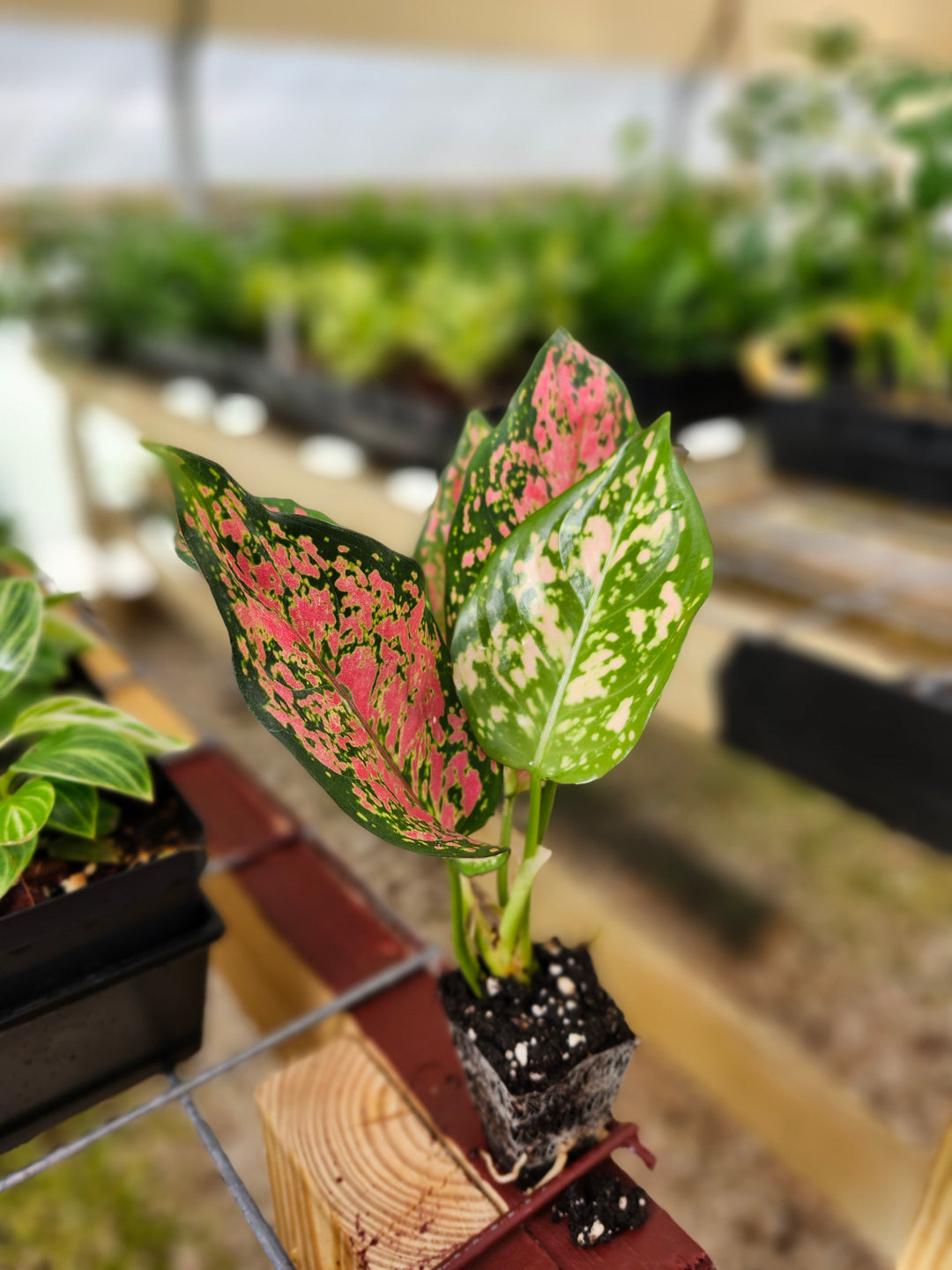 Aglaonema Lady Valentine Plug