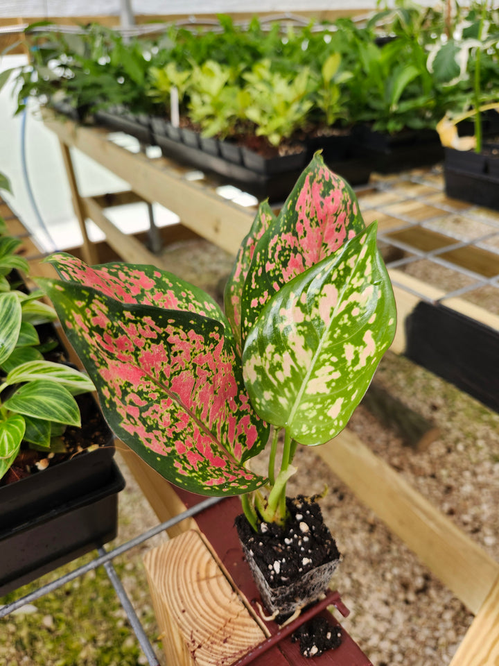 Aglaonema Lady Valentine Plug