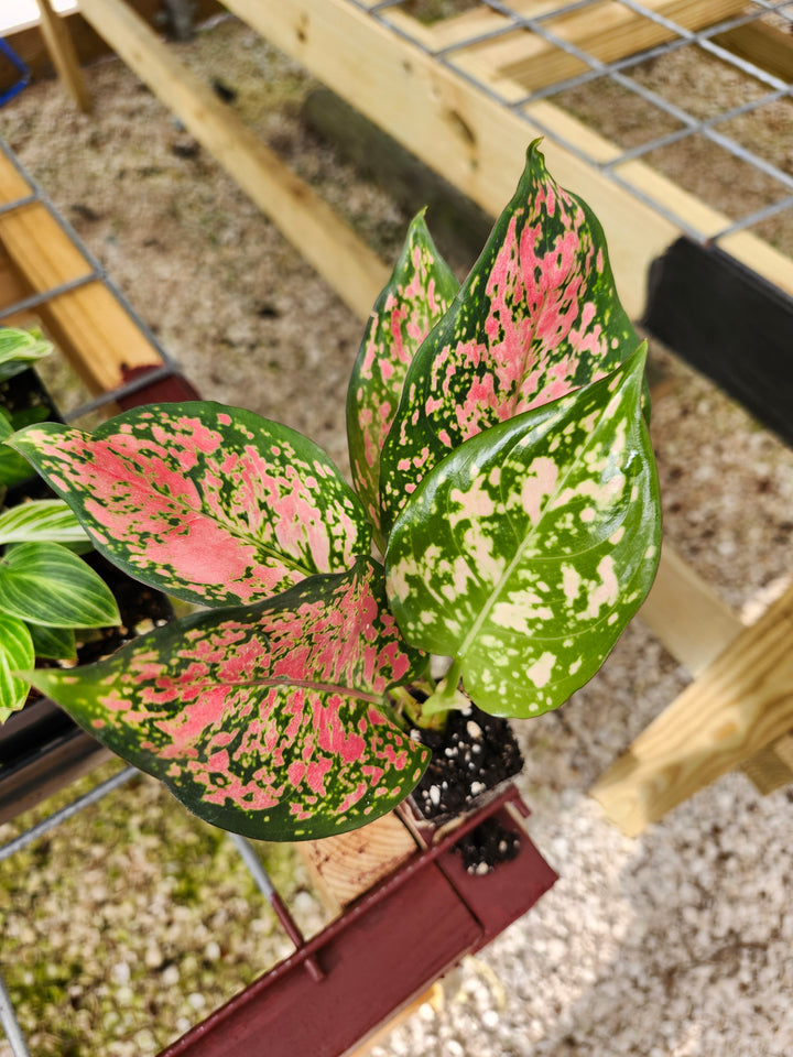 Aglaonema Lady Valentine Plug