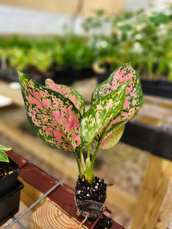 Aglaonema Lady Valentine Plug