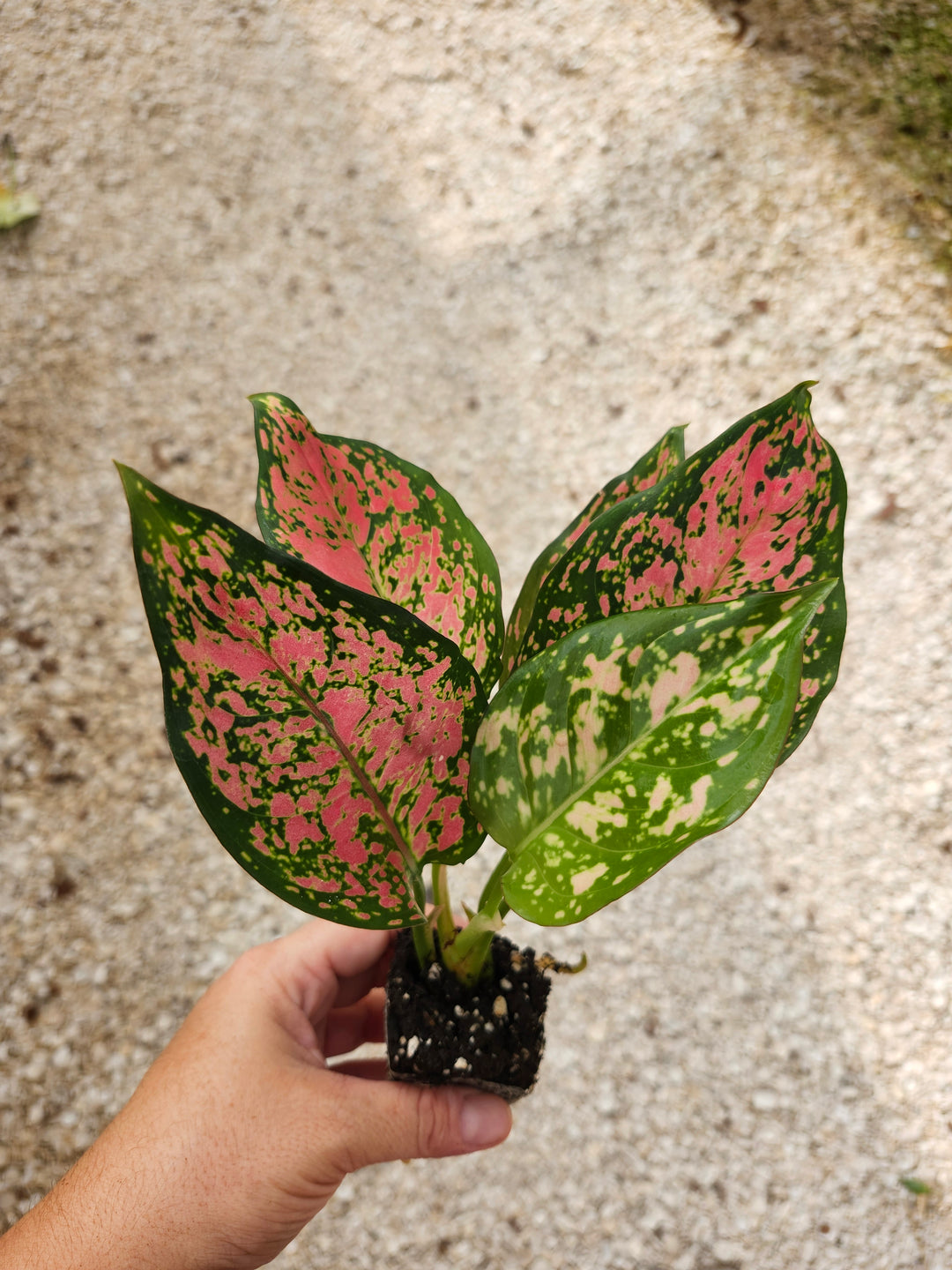 Aglaonema Lady Valentine Plug