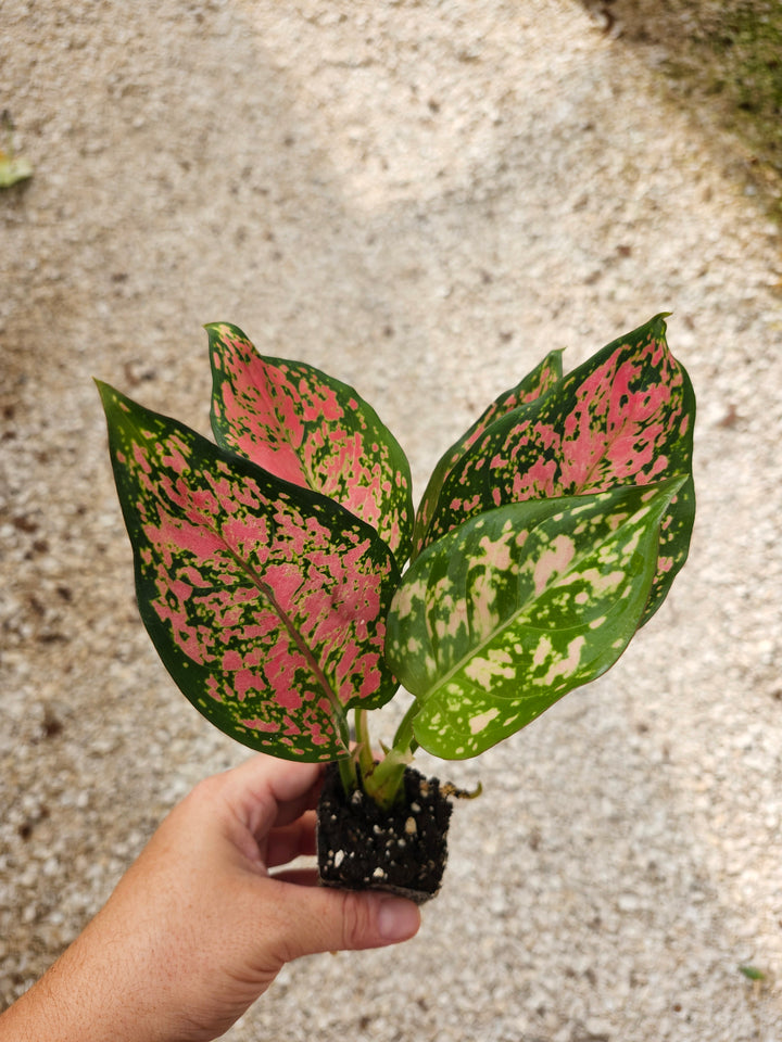 Aglaonema Lady Valentine Plug