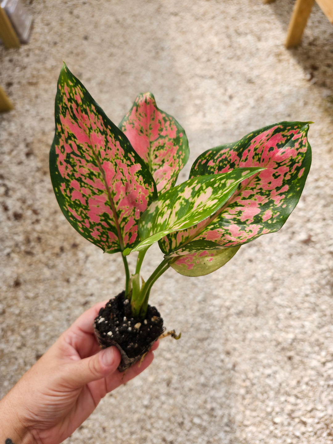 Aglaonema Lady Valentine Plug