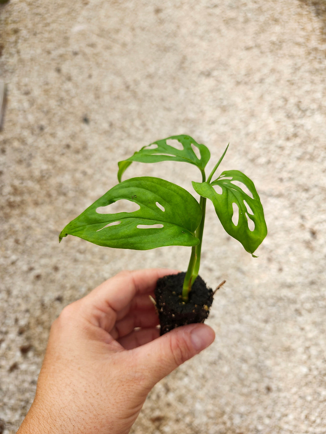 Monstera Esqueleto Plug