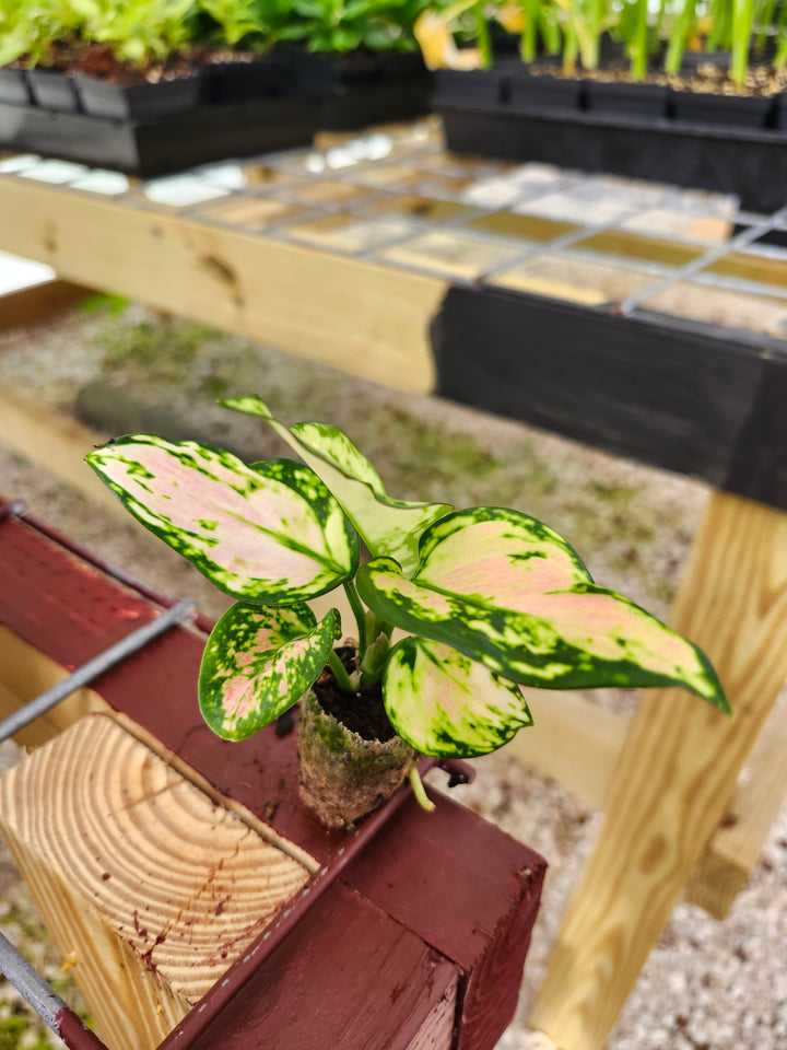 Aglaonema Red Zircon Plug