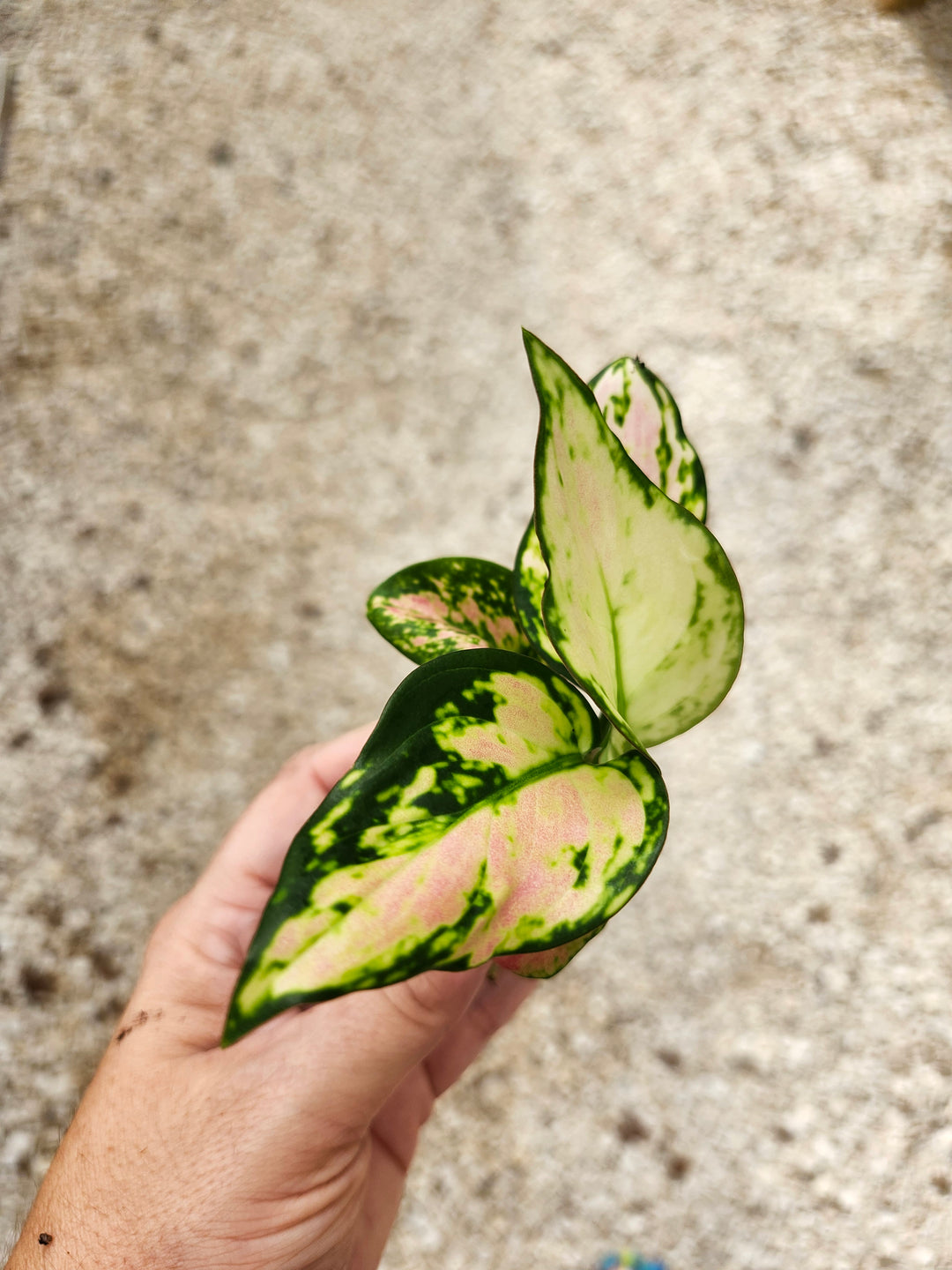 Aglaonema Red Zircon Plug