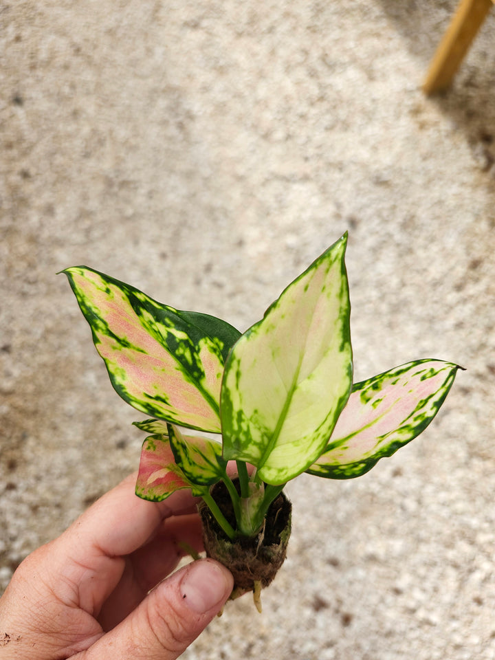 Aglaonema Red Zircon Plug