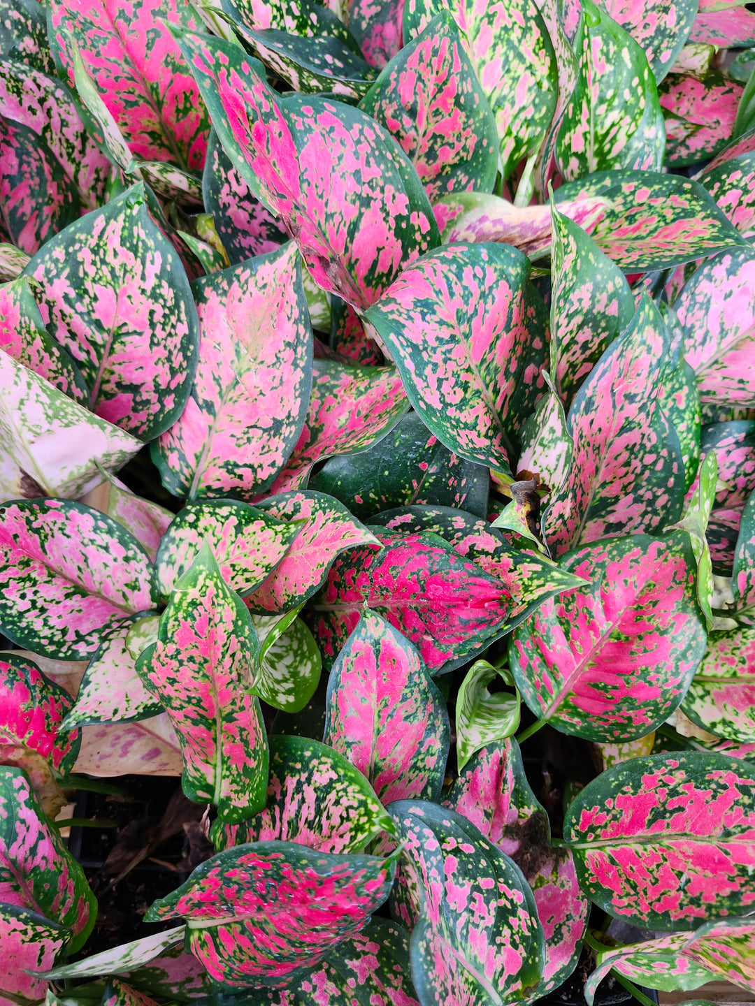 Aglaonema Lady Valentine Plug