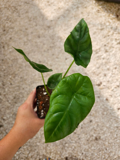 Alocasia  “Quilted Green” (4in)