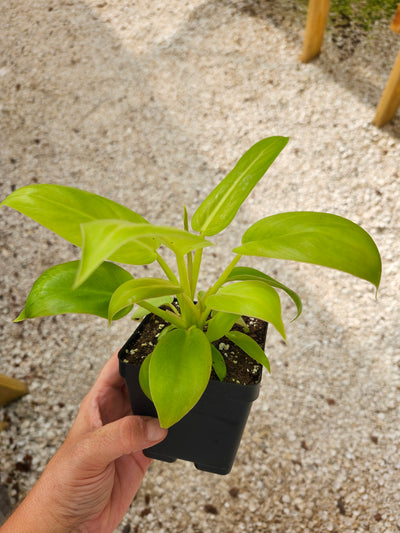 Philodendron Melinonii Ghost (4in)